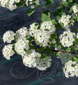 Спирея березолистная (Spiraea betulifolia)