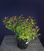 Спирея японская (Spiraea japonica `Firelight`)