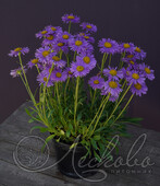 Астра альпийская (Aster alpinus)