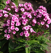 Флокс метельчатый (Phlox paniculata `Baby Face `)