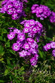 Флокс метельчатый (Phlox paniculata `Laura`)