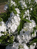 Флокс метельчатый (Phlox paniculata `White Admiral`)