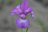 Ирис сибирский (Iris sibirica `Ewen`)