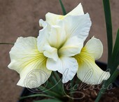 Ирис сибирский (Iris sibirica `Snow Queen`)