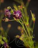 Герань темная (Geranium phaeum)