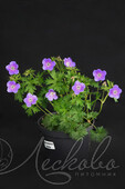 Герань гималайская (Geranium himalayense `Baby Blue`)