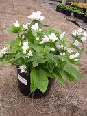 Колокольчик скученный (Campanula glomerata `Alba`)