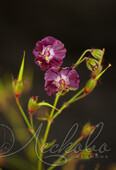 Герань темная (Geranium phaeum `Samobor`)