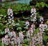 Гейхера гибридная (Heuchera × hybrida `Starburst`)