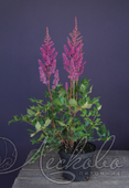 Астильба китайская (Astilbe chinensis `Visions in Red`)