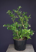 Голубика садовая (Vaccinium corymbosum `Bluecrop`)