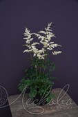 Астильба Арендса (Astilbe x arendsii `Diamant`)