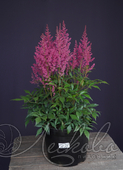 Астильба японская (Astilbe japonica `Elizabeth van Veen`)