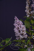 Сирень венгерская (Syringa josikaea)