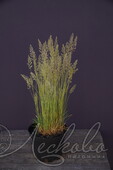 Калерия сизая (Koeleria glauca)