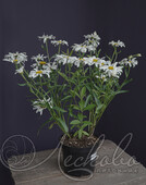 Нивяник наибольший (Leucanthemum maximum `Alaska`)