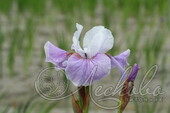 Ирис сибирский (Iris sibirica `Dance Ballerina Dance`)