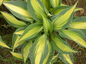 Хоста гибридная (Hosta х hybrium `Catherine`)