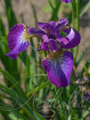 Ирис сибирский (Iris sibirica `Sparkling Rose`)