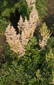 Астильба китайская (Astilbe chinensis `Milk and Нoney`)