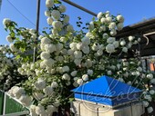 Калина обыкновенная (Viburnum opulus `Roseum`)