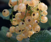 Смородина белая (Ribes niveum `Версальская`)