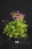 Герань крупнокорневищная (Geranium macrorrhizum `Bevan`s Variety`)