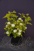 Пузыреплодник калинолистный (Physocarpus opulifolius `Luteus`)