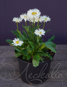 Нивяник наибольший (Leucanthemum maximum `Crazy Daisy`)