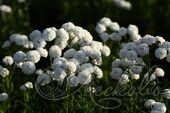 Тысячелистник птармика (Achillea ptarmica)