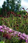 Кровохлебка лекарственная (Sanguisorba officinalis `Tanna`)