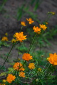 Купальница китайская (Trollius chinеnsis `Golden Queen`)