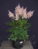 Астильба японская (Astilbe japonica `Europa`)