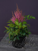 Астильба японская (Astilbe japonica `Mainz`)