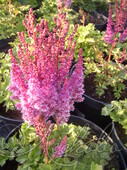 Астильба китайская (Astilbe chinensis `Visions in Purple`)