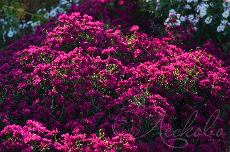 Астра новобельгийская посадка и уход 48 фото Сорта Mary Ballard Magic Purple Royal Ruby