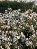 Астра новобельгийская (Aster novi-belgii `White Ladies`)