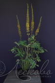 Бузульник узкоголовый (Ligularia stenocephala `Little Rocket`)