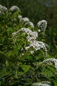 Вербейник клетровидный (Lysimachia clethroides)