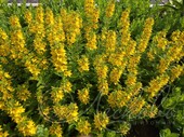 Вербейник точечный (Lysimachia punctata)