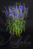 Вероника длиннолистная (Veronica longifolia `Blue Lagoon`)