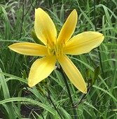 Лилейник лимонно-жёлтый (Hemerocallis Citrina)