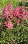 Астильба китайская (Astilbe chinensis `Rosenkerze`)