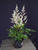 Астильба Арендса (Astilbe x arendsii `Bumalda`)