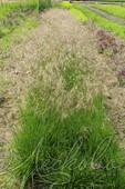 Луговик дернистый (Deschampsia cespitosa)