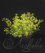 Манжетка мягкая (Alchemilla mollis)