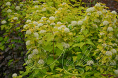 Пузыреплодник калинолистный (Physocarpus opulifolius `Angel Gold`)