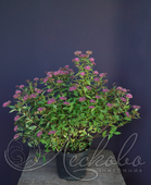 Спирея японская (Spiraea japonica `Double Play Artisan`)