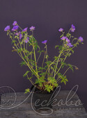 Герань гибридная (Geranium x hybridum `Orion`)