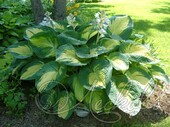 Хоста гибридная (Hosta х hybrium `Great Expectations`)